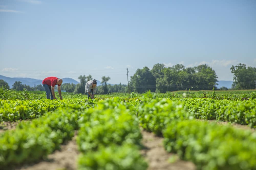 many-vegetables-on-this-field Eficiencia Energética en la Industria Alimentaria