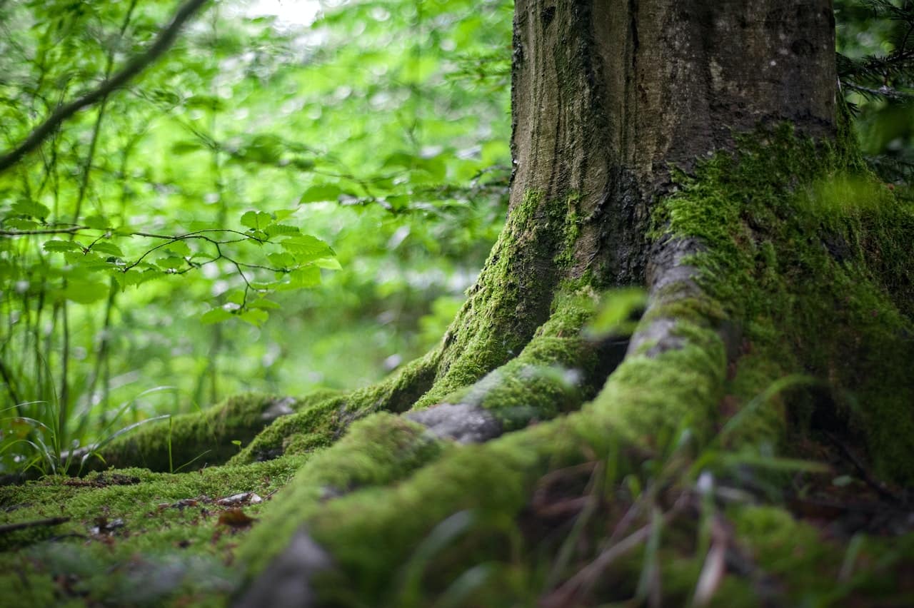 deforestación deforestación
