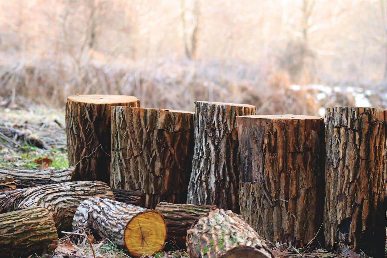 deforestación deforestación