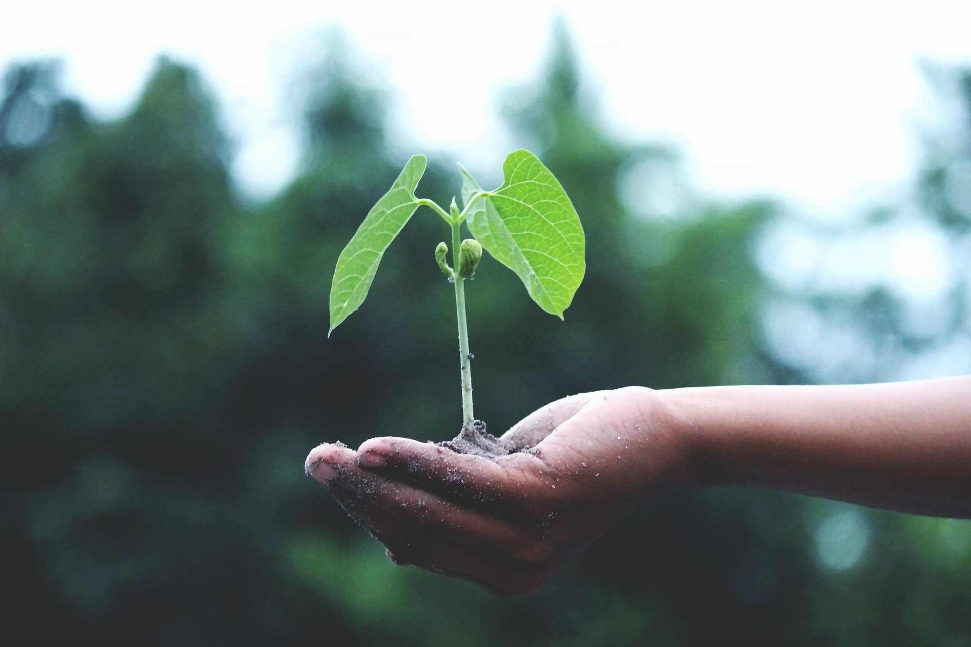 Biocapacidad de la tierra y huella ecológica